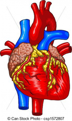 Human Heart Clip Art | Clipart Panda - Free Clipart Images