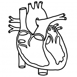 Clip art human heart clipart free to use resource - ClipartBarn