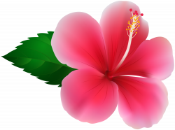 Pink Hibiscus PNG Clip Art Image | Gallery Yopriceville ...