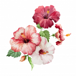 Hibiscus clipart colorful flower, Hibiscus colorful flower ...