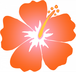 Coral clipart hibiscus, Coral hibiscus Transparent FREE for ...