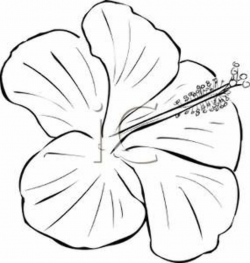 Flower Black and White Clipart #34630 in 2019 | Hibiscus ...