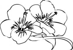 Free Hibiscus Flower Drawings, Download Free Clip Art, Free ...