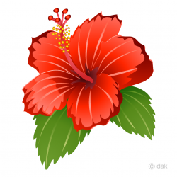 Free Hibiscus Clipart Image｜Illustoon