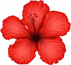 Red Hibiscus PNG Clip Art | Gallery Yopriceville - High ...
