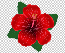 Flower Red Lilium , moana, red Hibiscus flower illustration ...