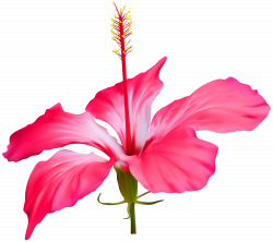 Hibiscus Flower Transparent PNG Clip Art | Gallery ...