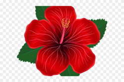 Hibiscus Clipart Shoeflower - Red Hibiscus Flower Png ...