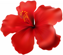Hibiscus Red Transparent PNG Clip Art Image | Gallery ...