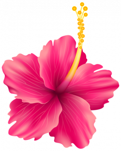 Hibiscus PNG Images Transparent Free Download | PNGMart.com