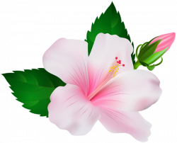 Hibiscus PNG Images Transparent Free Download | PNGMart.com