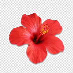 Shoeblackplant Hibiscus tea Flower , hawaiian transparent ...