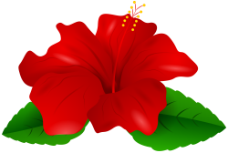 Red Hibiscus Transparent PNG Clip Art #682327 - PNG Images ...