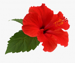 Pair Of Hibiscus Flowers Png - Hibiscus Transparent #2077076 ...