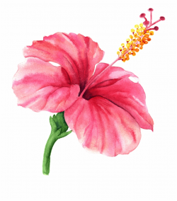 Hibiscus Watercolor Flower Hibiscus Png - Clip Art Library