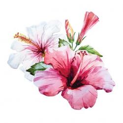 Watercolor hibiscus flower Clipart Image | +1,566,198 clip arts