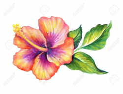 hibiscus clipart watercolor pencil and in color hibiscus ...