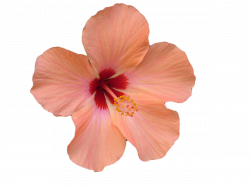 Hibiscus clipart watercolor, Hibiscus watercolor Transparent ...