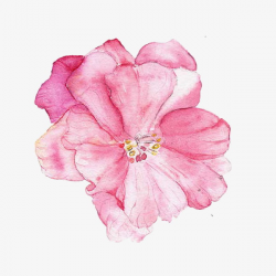Painted pink hibiscus water PNG clipart | free cliparts | UIHere