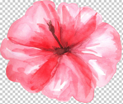 Watercolor painting , Fresh watercolor hot plant flowers ...