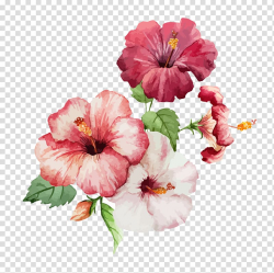 Pink and red Hibiscus flowers illustration, Hibiscus Flower ...