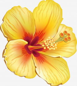 Yellow Hibiscus PNG, Clipart, Althea, Cartoon, Flowers ...