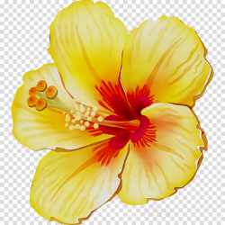 Orange Background clipart - Hibiscus, Flower, Yellow ...