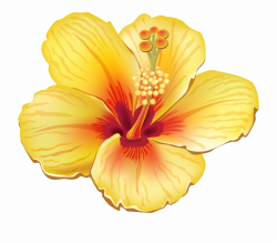 Hibiscus Image, Hawaiian Flowers, Tropical Flowers ...