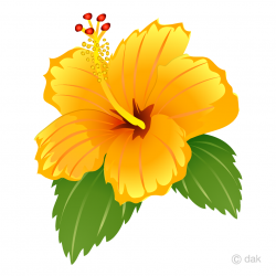Free Yellow Hibiscus Clipart Image｜Illustoon