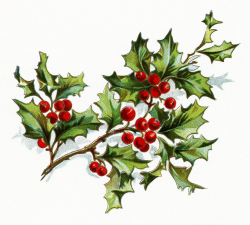 Vintage holly clipart clipart kid - Cliparting.com