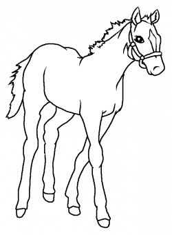 Free Horse Baby Cliparts, Download Free Clip Art, Free Clip ...