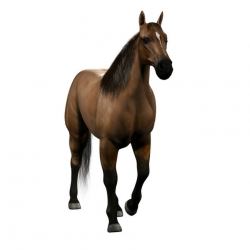 maya realistic horse animation - Clipart library - Clipart library ...