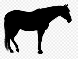 American Quarter Horse American Paint Horse Stallion - Standing ...