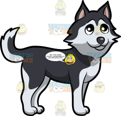 A Cute And Cuddly Young Husky Dog