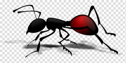 Ant Insect , Ants crawling transparent background PNG ...
