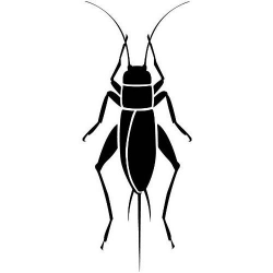 Black Cricket Insect Clipart - clipartsgram.com | Insect ...