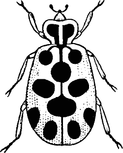 Bugs Black And White Clipart - ClipArt Best | Black, white ...