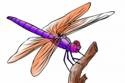 Free Image Dragonfly, Download Free Clip Art, Free Clip Art ...