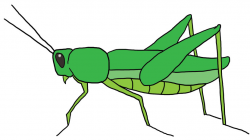 13+ Grasshopper Clip Art | ClipartLook