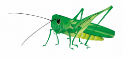 Grasshopper Png Transparent Background Grasshopper Clipart ...