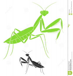 praying mantis clipart - Google Search | Praying mantis ...