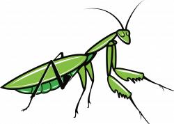 Insects clipart praying mantis, Insects praying mantis ...