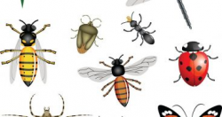 Bugs And Insects Preschool Theme Vector Archives - Free ...