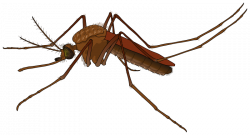 Insect clipart realistic, Insect realistic Transparent FREE ...