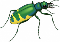 Insects Cliparts | Free download best Insects Cliparts on ...