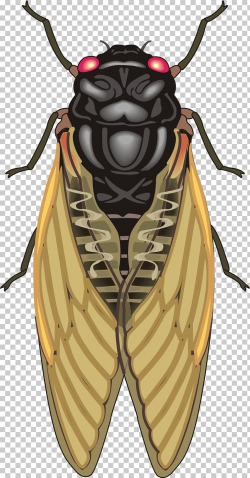 Insect Cicadas , Realistic material Cockroach PNG clipart ...