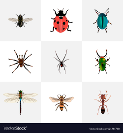 Set of bug realistic symbols with fly ladybug