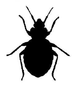 Free Bug Cliparts Black, Download Free Clip Art, Free Clip ...