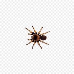 Spider Insect Clip art - insect,insect