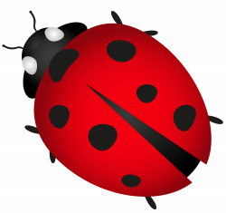 Lady Bug Transparent PNG Clip Art Image | Gallery ...